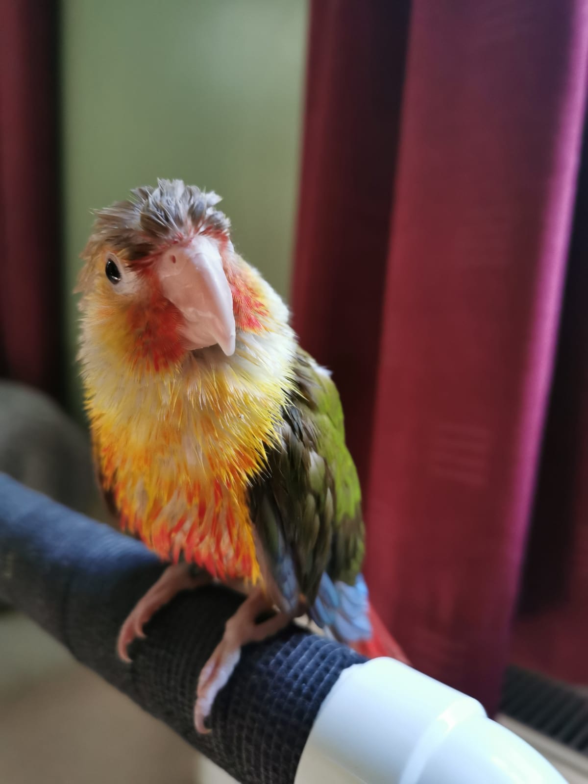 A Riverside Conure, a customer's conure